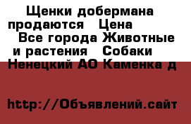 Щенки добермана  продаются › Цена ­ 45 000 - Все города Животные и растения » Собаки   . Ненецкий АО,Каменка д.